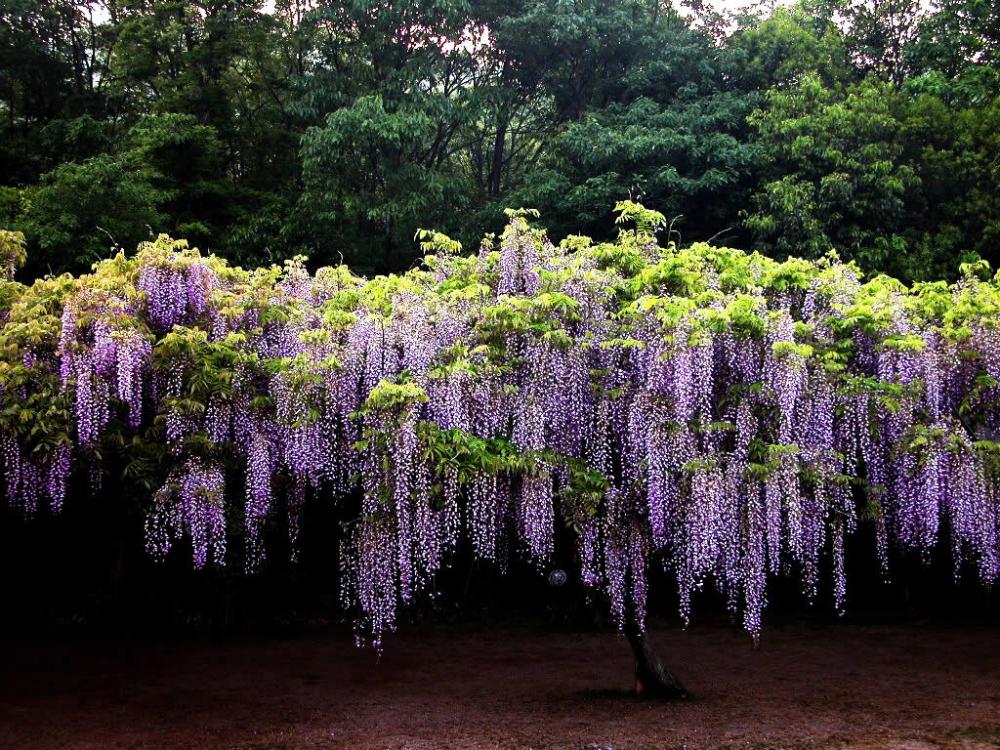 What is a blue Japanese wisteria?