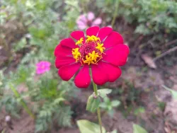 Flower Spotlight: Zinnia