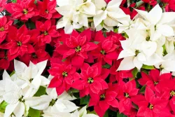 Celebrate the season with poinsettias