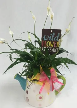 Flower spotlight: Peace lily Plant