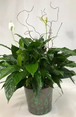 Flower spotlight: Peace Lily Plant