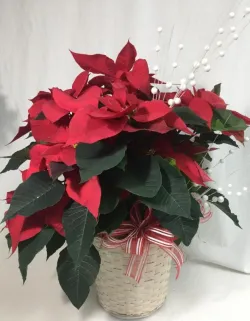 Flower spotlight: poinsettias
