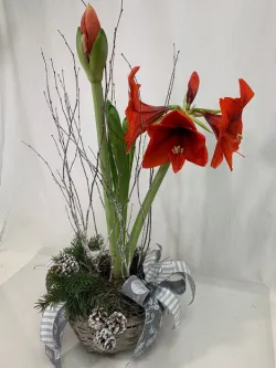 Flower Spotlight: Amaryllis