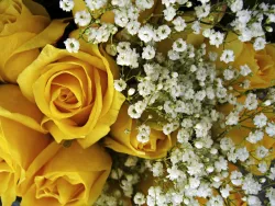Flower spotlight: baby’s breath