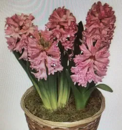 Flower spotlight: hyacinths