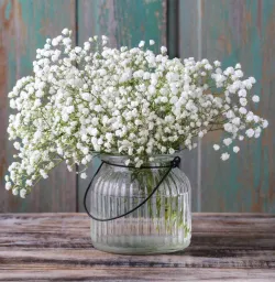 Flower Spotlight: Baby’s Breath