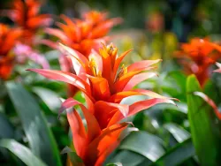 Bromeliad Bloom
