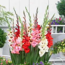 Gladiolus