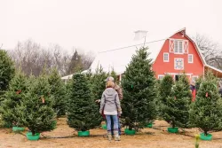 Oklahoma Christmas Tree Farm