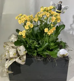 Kalanchoe