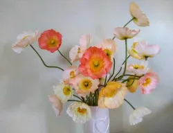 Flower spotlight: poppy