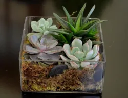 Flower spotlight: Succulents