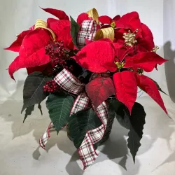 The Timeless Charm of Christmas Flowers and Plants