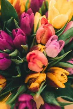 The Timeless Charm of Tulips