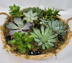 Caring for non-flowering plants and succulents