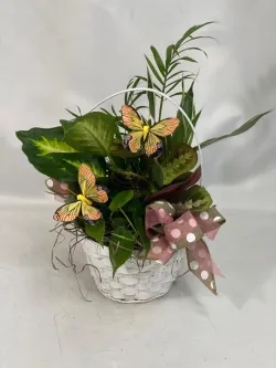 Best plants for low-light areas