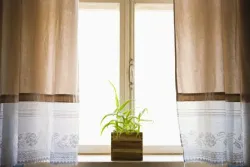 How much sunlight do indoor green and blooming plants need?