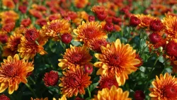 Fall Mums