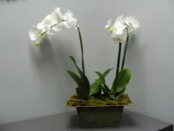 Flower spotlight: Orchids