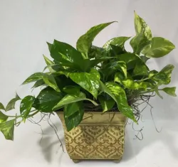Plant spotlight: pothos