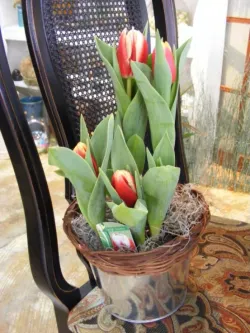 Flowering bulbs for spring