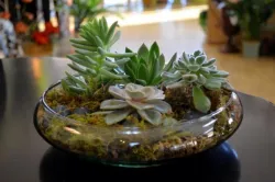 Dish gardens are a unique floral gift
