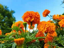 Summer Blooms