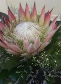 King Protea