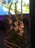 King Protea