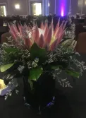 King Protea
