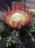 King Protea