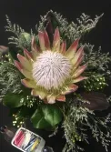 King Protea