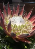 King Protea