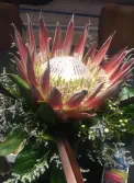 King Protea