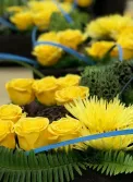 pods and yellow