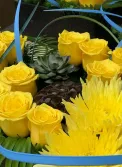 pods and yellow