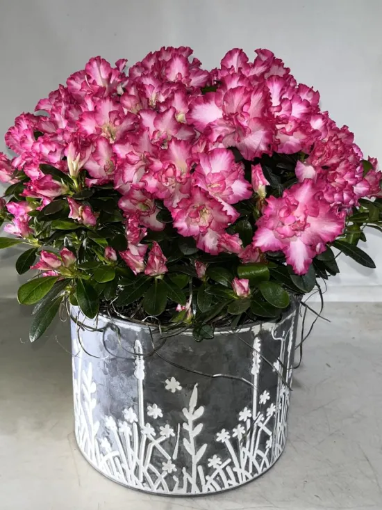 Two-tone pink azalea