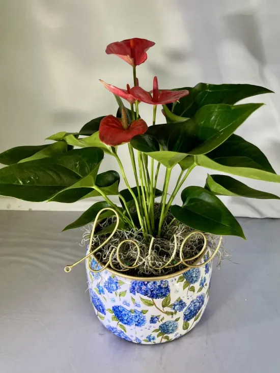 Anthurium