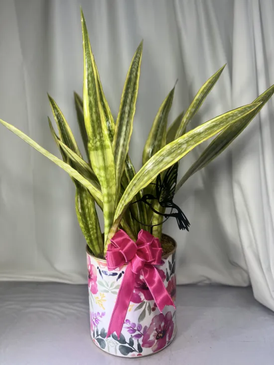 Lauren snake plant