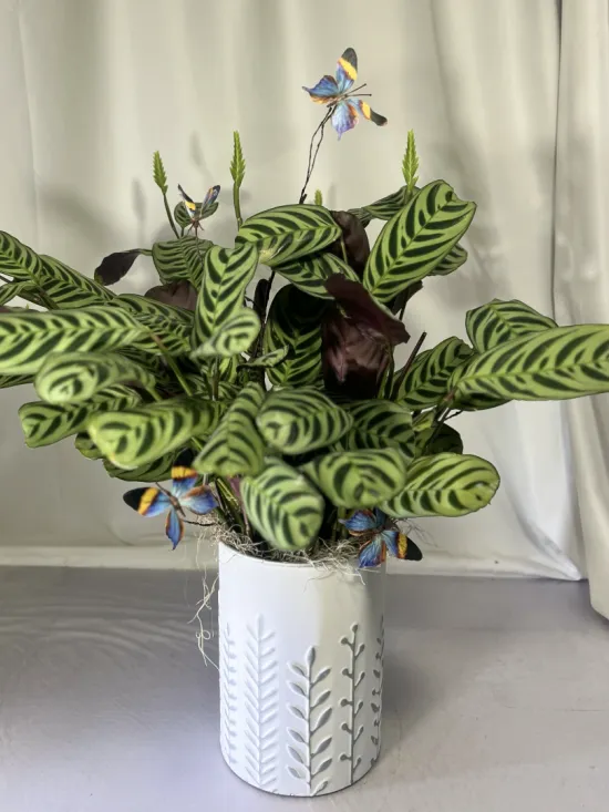 Calathea