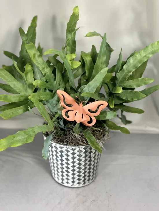 blue star fern