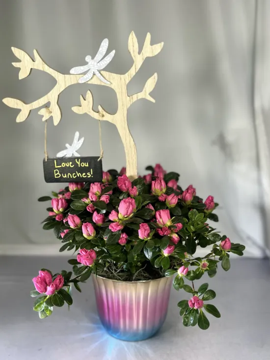 pink azalea