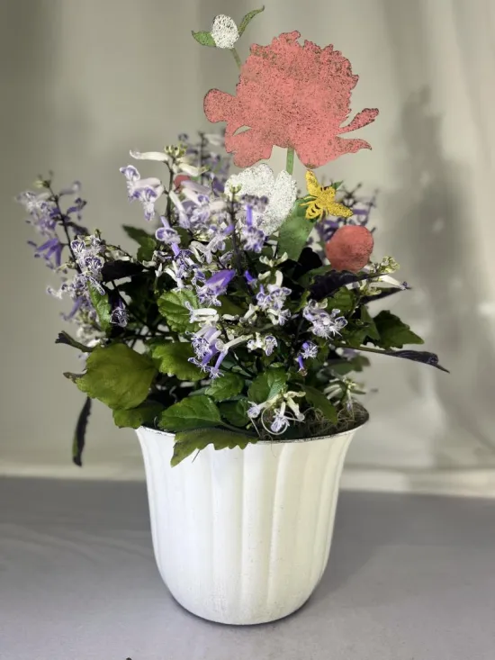 Plectranthus 'Mona Lavender' 