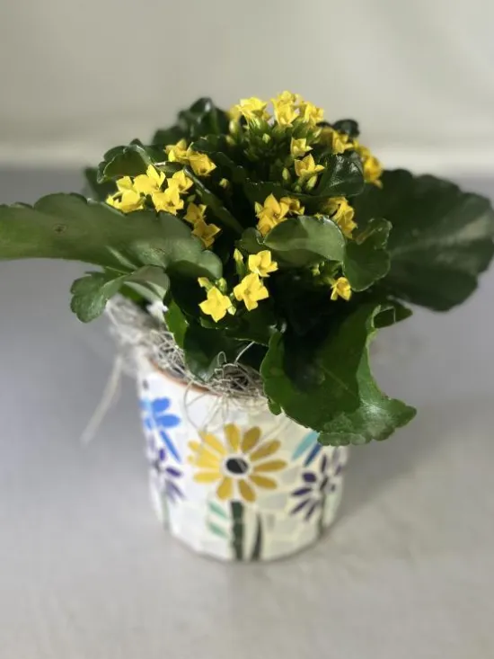 yellow kalanchoe 