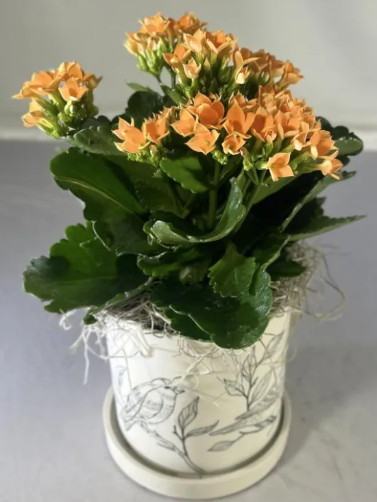 orange kalanchoe 
