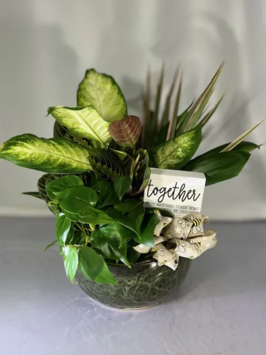 10-inch dish garden