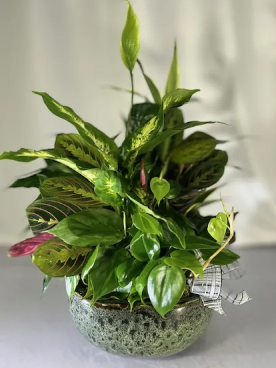 10-inch dish garden