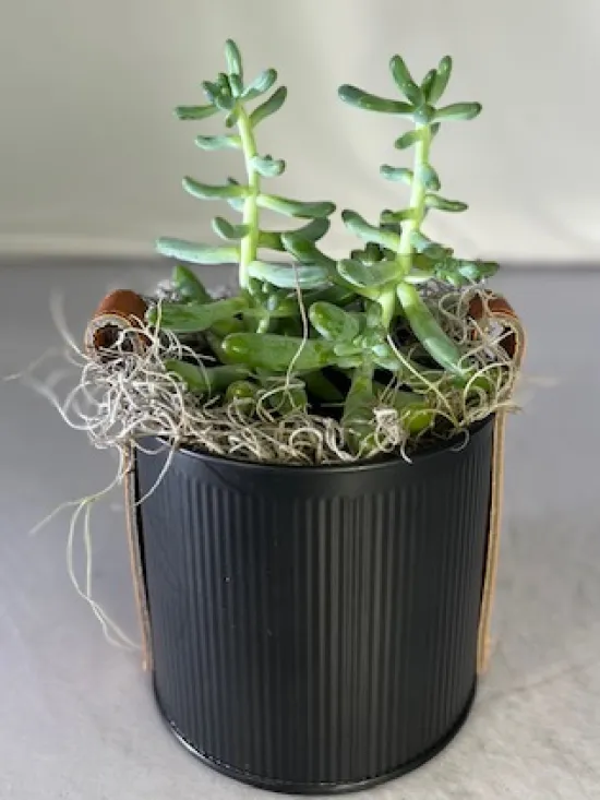 succulent