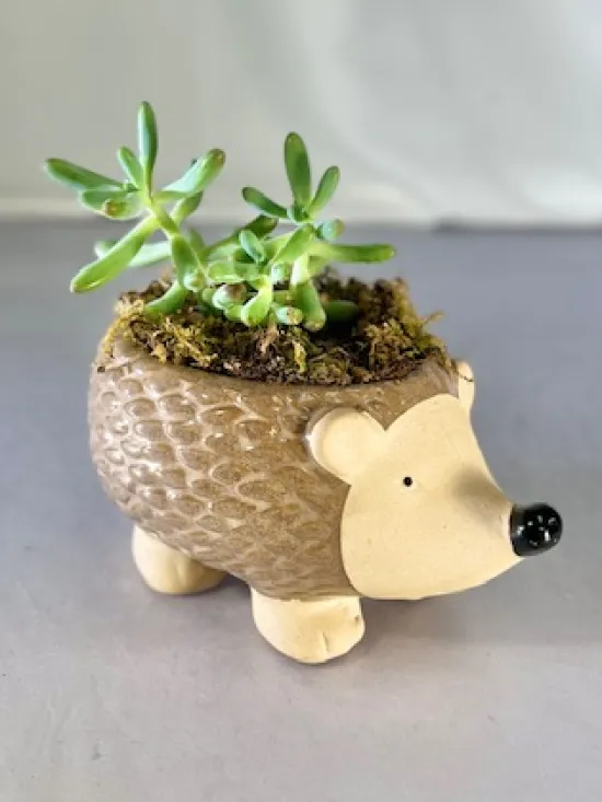 Succulent