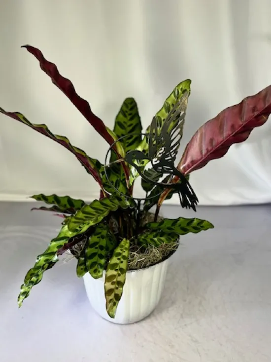 rattlesnake calathea
